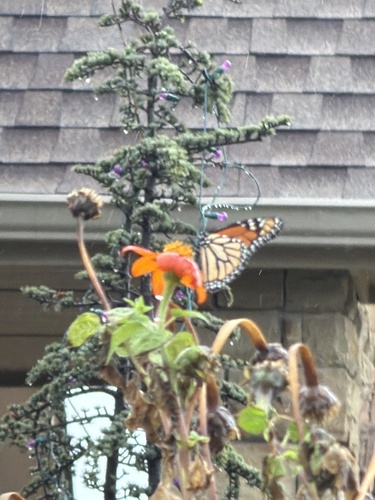 Monarch
