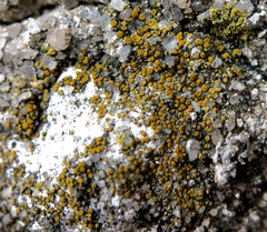 Xanthocarpia feracissima