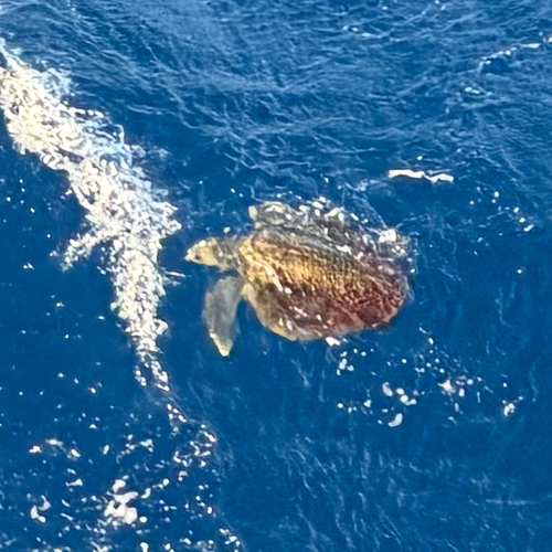 Lepidochelys olivacea observed 2026-10-15