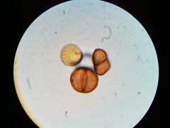 Puccinia orbicula