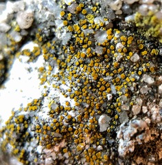 Xanthocarpia feracissima