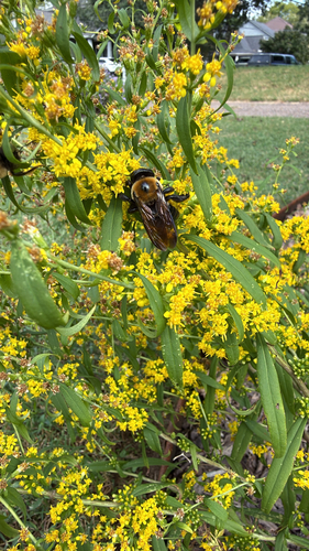 Eastern Carpenter Bee