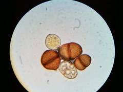 Puccinia orbicula