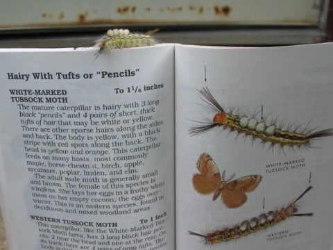White-marked Tussock Moth, 208 S Great Rd, Lincoln, MA 01773, USA, photo 8 of 10