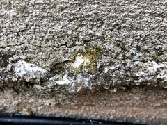 Xanthocarpia feracissima