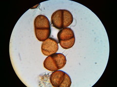 Puccinia orbicula
