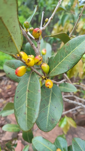 Eugenia bimarginata, 2026-10-11