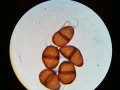 Puccinia orbicula