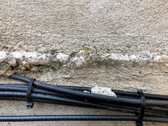 Xanthocarpia feracissima