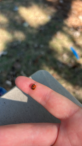 Asian Lady Beetle