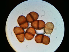 Puccinia orbicula