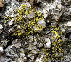 Flavoplaca flavocitrina