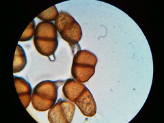 Puccinia orbicula
