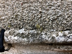 Flavoplaca flavocitrina