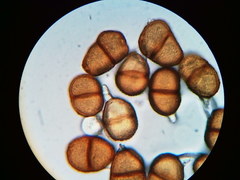 Puccinia orbicula