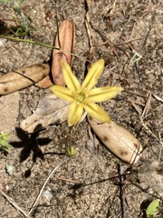 Triteleia ixioides ixioides
