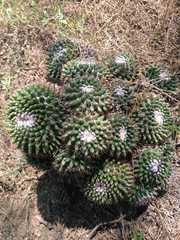 Mammillaria scrippsiana