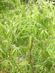 Salix caroliniana