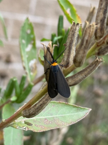 Yellow-collared Scape Moth