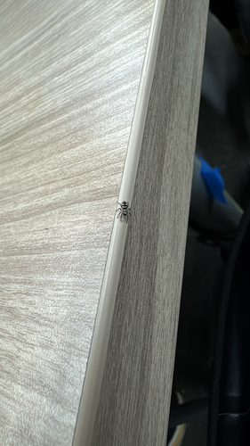 Zebra Jumping Spider