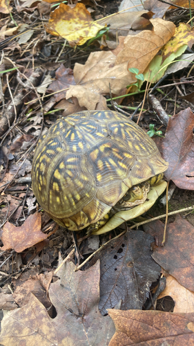 Three-toed Box Turtle