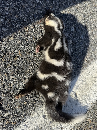 Western Spotted Skunk observed by eballerini