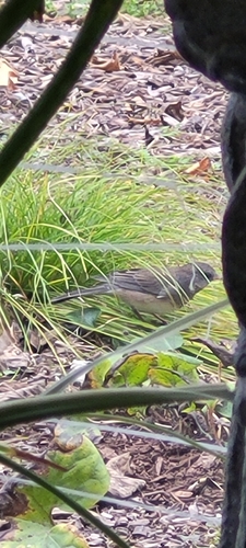 Dark-eyed Junco