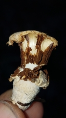 Pholiota nubigena