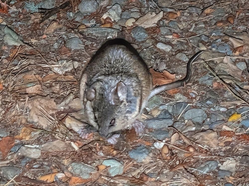 Peromyscus californicus, 2026-10-15