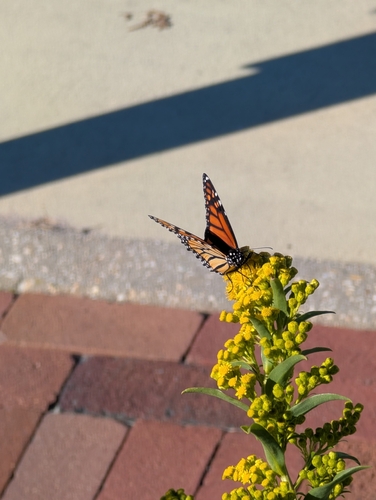 Monarch