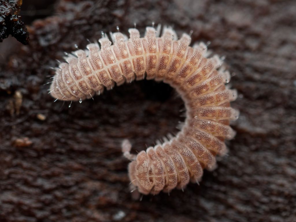 Rhiscosomides acovescor