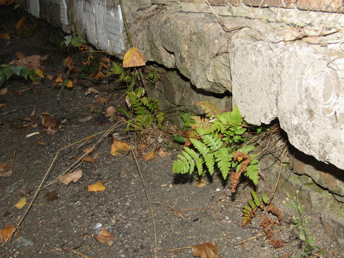 Gymnocarpium robertianum, 2026-10-15