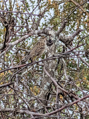 Golden-crowned Sparrow
