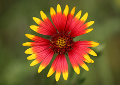 Indian Blanket - Photo (c) TexasEagle, some rights reserved (CC BY-NC)