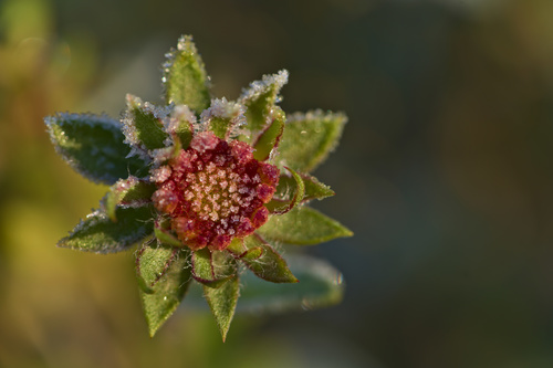 Gaillardia pulchella