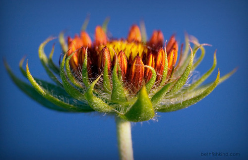 Gaillardia pulchella
