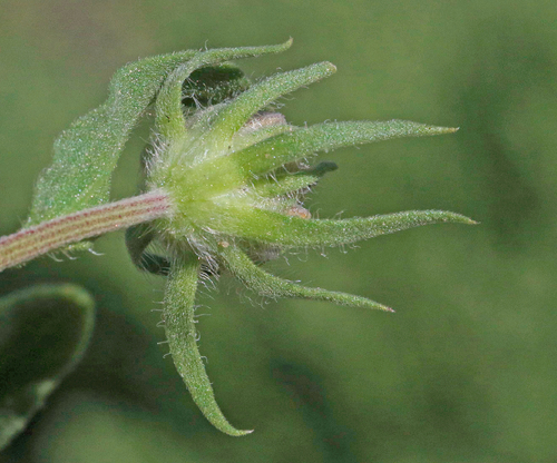 Gaillardia pulchella