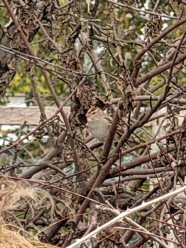 White-crowned Sparrow