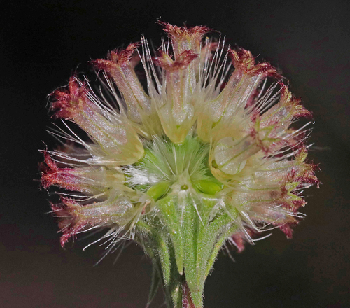 Gaillardia pulchella