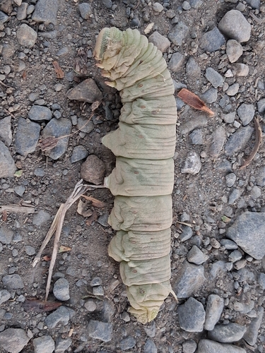 Western Poplar Sphinx
