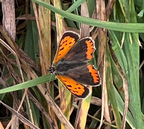 Small Copper