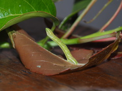 Pingasa ruginaria pacifica