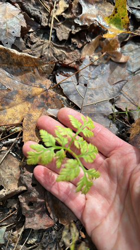 Botrypus virginianus observed 2026-10-15