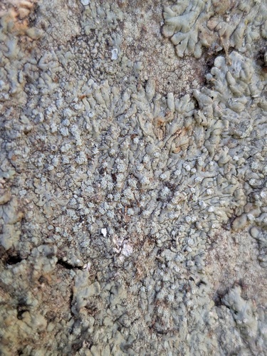 Dirinaria observed 2026-09-28