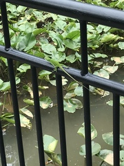 Anolis carolinensis
