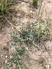 Euphorbia acuta
