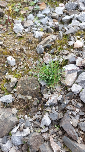 Linum catharticum observed 2026-10-15