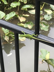 Anolis carolinensis