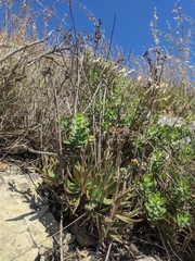 Dudleya caespitosa