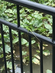 Anolis carolinensis
